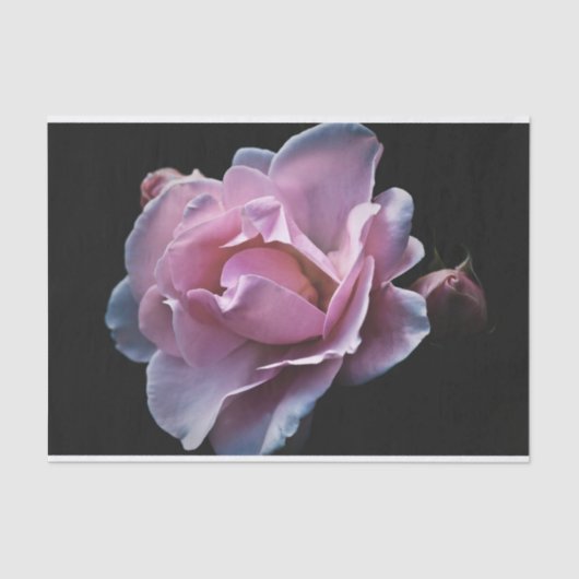 黒の豪華なピンクのバラ 薄葉紙 (正面)