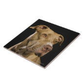 黒の赤い鼻のピットブルのポートレート タイル (側面)