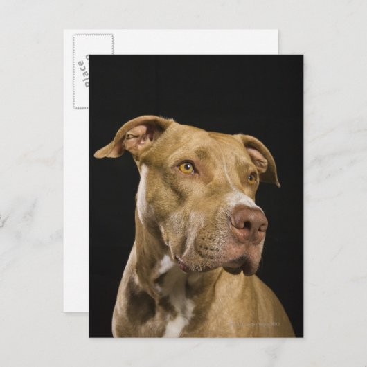 黒の赤い鼻のピットブルのポートレート ポストカード (正面/裏面)
