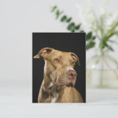 黒の赤い鼻のピットブルのポートレート ポストカード (スタンド正面)