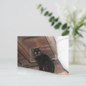 黒の養育関係の子猫 ポストカード (スタンド正面)