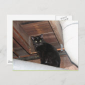 黒の養育関係の子猫 ポストカード (正面/裏面)