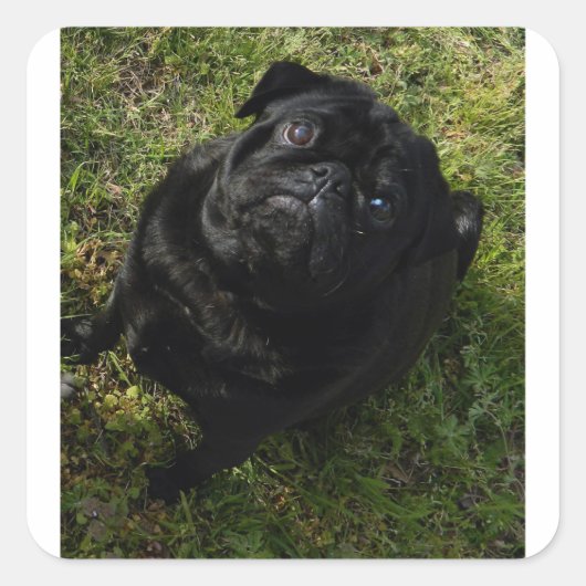 黒のpug full.png スクエアシール (正面)