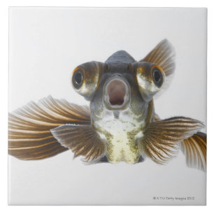 黒は繋ぎ止めます金魚(フナのauratus)を タイル