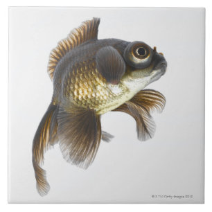 黒は金魚(フナのauratus)を2繋ぎ止めます タイル