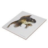 黒は金魚(フナのauratus)を2繋ぎ止めます タイル (側面)