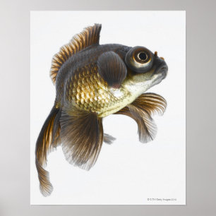 黒は金魚(フナのauratus)を2繋ぎ止めます ポスター