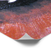 黒ひげ ポスター (角)