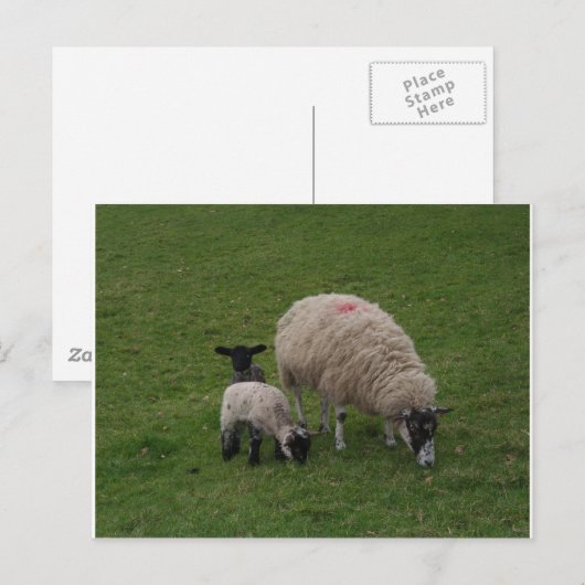 黒ひつじ ポストカード (正面/裏面)
