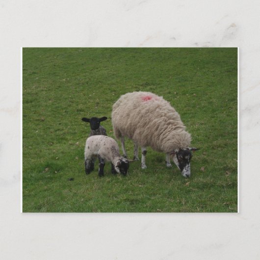 黒ひつじ ポストカード (正面)