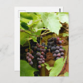 黒ぶどう ポストカード (正面/裏面)