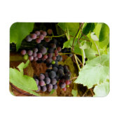 黒ぶどう マグネット (横)