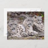 黒まだら白ヒョウ科 ポストカード (正面/裏面)