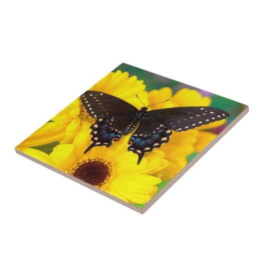 黒アゲハチョウ蝶 タイル (側面)