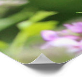 黒アゲハチョウ蝶 ポスター (角)