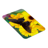 黒アゲハチョウ蝶 マグネット (右側)