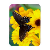 黒アゲハチョウ蝶 マグネット (縦)