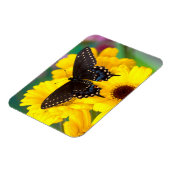 黒アゲハチョウ蝶 マグネット (左側)