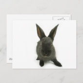 黒ウサギ ポストカード (正面/裏面)