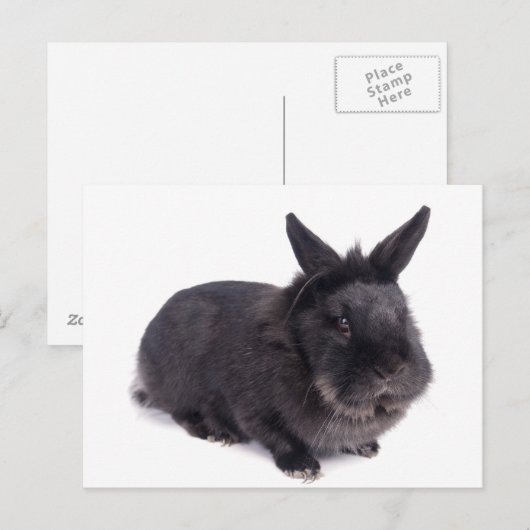 黒ウサギ ポストカード (正面/裏面)