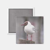 黒カモメ マグネット (正面/裏面)