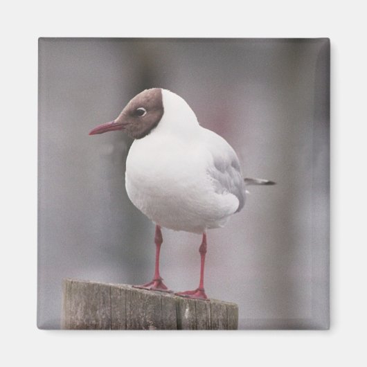 黒カモメ マグネット (正面)