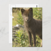 黒キツネはがき ポストカード (正面/裏面)
