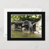 黒クマの贈り物「サーモン・スポッティング」 ポストカード (正面/裏面)