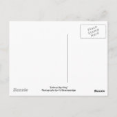 黒クマの贈り物「サーモン・スポッティング」 ポストカード (裏面)