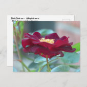 黒クラスタバラ葉書 ポストカード (正面/裏面)