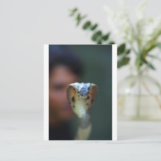 黒コブラ ポストカード (スタンド正面)