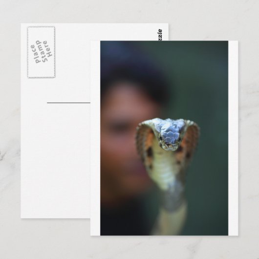 黒コブラ ポストカード (正面/裏面)