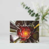 黒サボテン多肉撮影ドリームスクリプト ポストカード (スタンド正面)