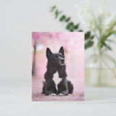 黒ノルウェー・ブフンドと桜 ポストカード (スタンド正面)