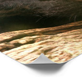 黒ヒョウ眠りポスター ポスター (角)