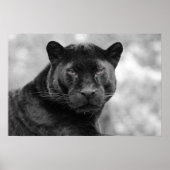 黒ヒョウ ポスター (正面)