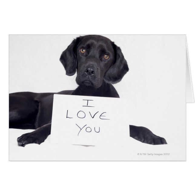 黒ラブラドール13か月 (正面横)