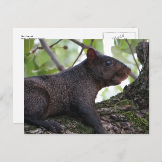 黒リス ポストカード (正面/裏面)