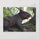 黒リス ポストカード (正面)