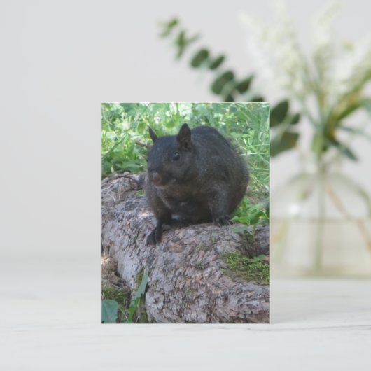 黒リス ポストカード (スタンド正面)