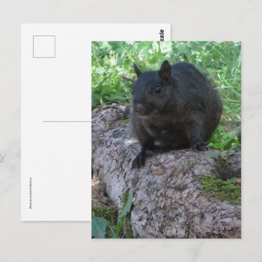 黒リス ポストカード (正面/裏面)