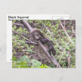 黒リス ポストカード (正面/裏面)