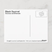 黒リス ポストカード (裏面)