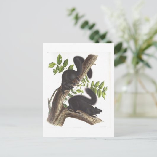 黒リス ポストカード (スタンド正面)