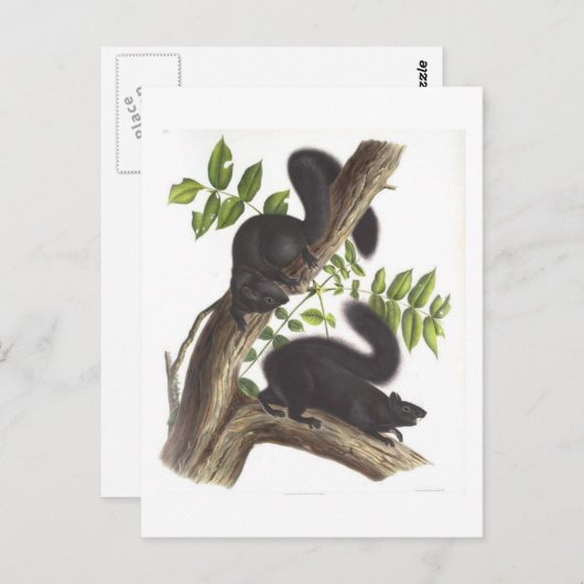 黒リス ポストカード (正面/裏面)