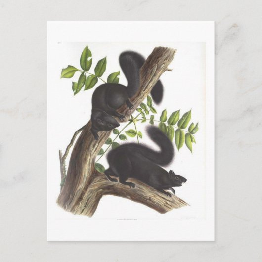 黒リス ポストカード (正面)