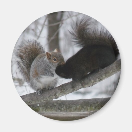 黒リス マグネット (正面)