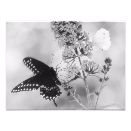黒一蝶と白一蝶の写真 フォトプリント (正面)