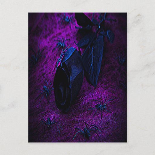 黒不気味材バラ黒クモ ポストカード (正面)