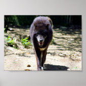 黒人狼 ポスター (正面)